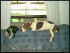 My basset on her perch