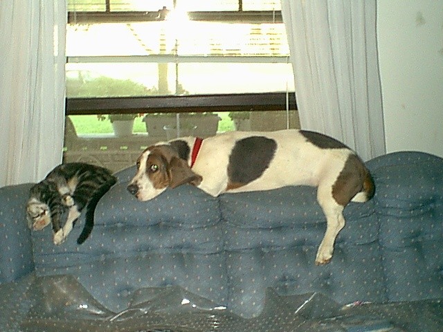 My basset on her perch