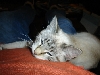 Sweet Gabby