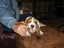 Chomp!