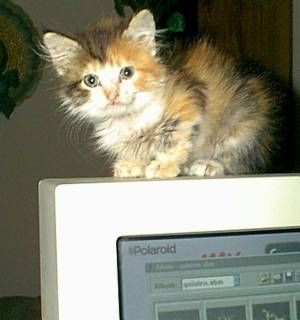 Tequila as a baby
