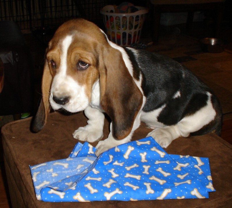 Hoagie has a new scarf
