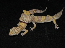albinos