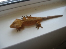 Orange Tiger Male