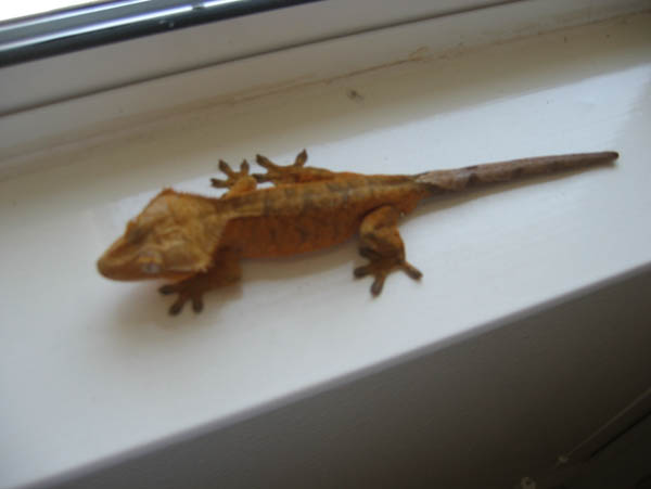 Orange Tiger Male