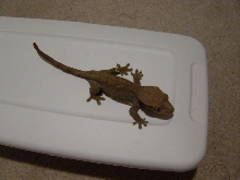 Gray/Fire Female