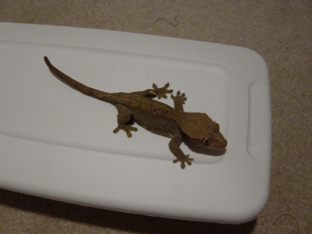 Gray/Fire Female