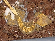 Rhacodactylus ciliatus -  Crested Geckos Laying Eggs
