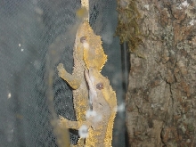 Rhacodactylus ciliatus -  Crested Geckos Breeding