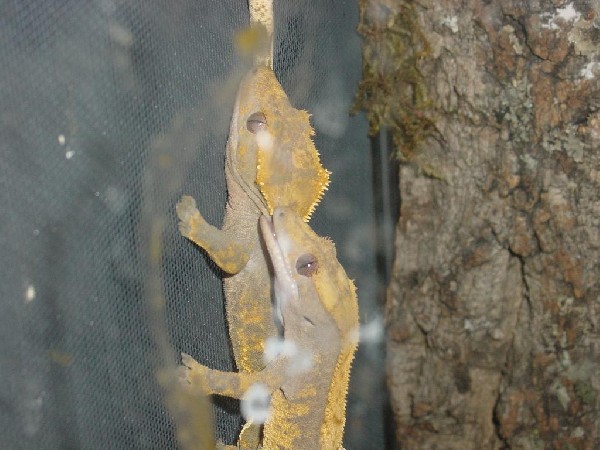 Rhacodactylus ciliatus -  Crested Geckos Breeding