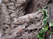 Rhacodactylus chahoua