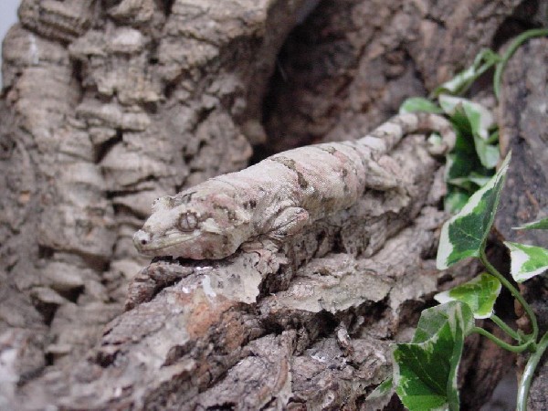 Rhacodactylus chahoua