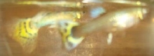 Breeding Pair of Half-Black AOC Guppies
