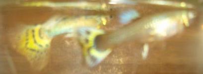 Breeding Pair of Half-Black AOC Guppies