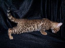 Brown spotted girl