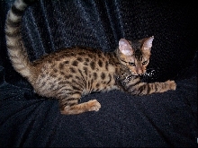 Tabu's brown spotted male