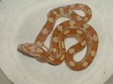 Butter Motley