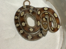 caramel motley