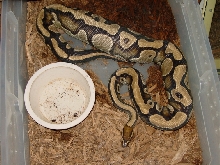 ball ovulation