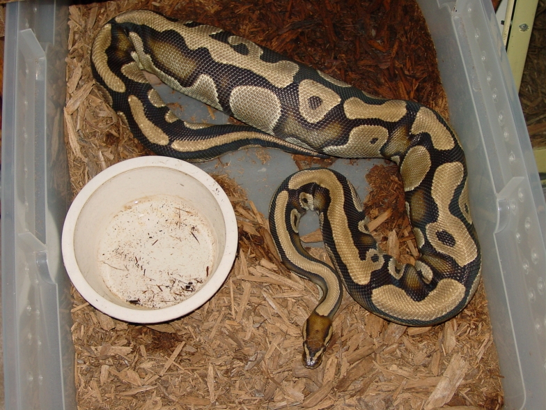 ball ovulation