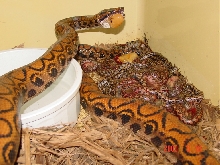 Brazilian rainbow litter