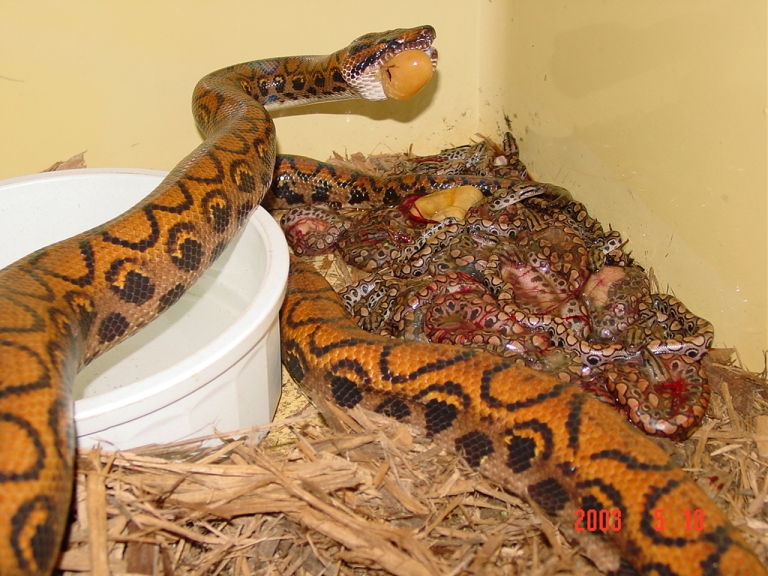 Brazilian rainbow litter