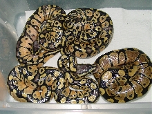 ball python clutch