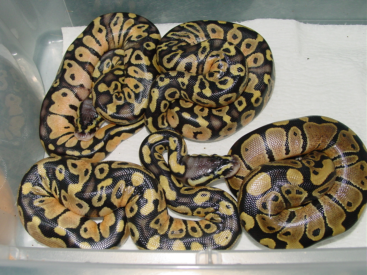 ball python clutch