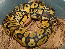 pastel female