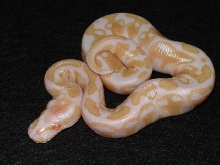 albino ball