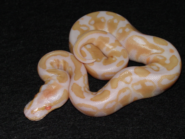 albino ball