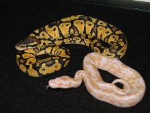 albino ball and pastel