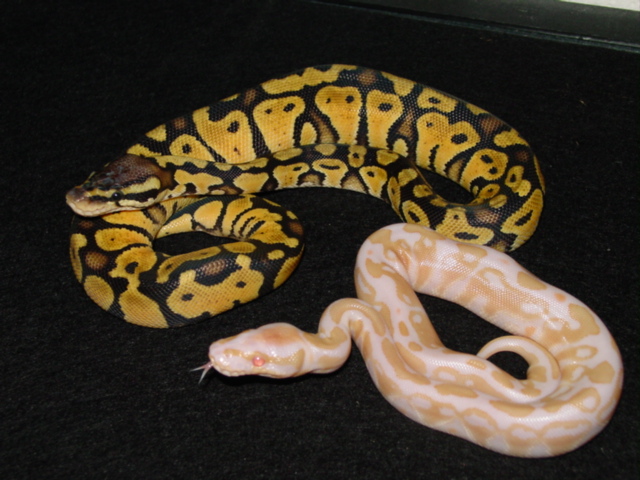 albino ball and pastel