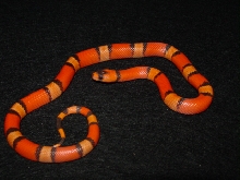 hypo hondo