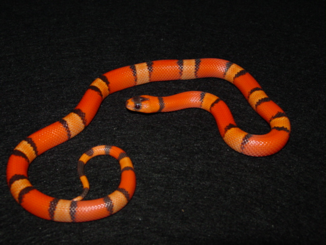 hypo hondo