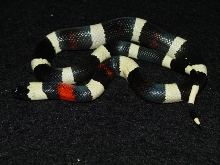 oreo pueblan