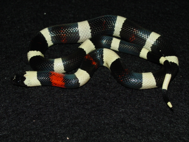 oreo pueblan