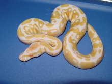 albino male