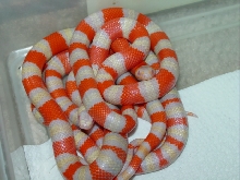 Albino Hondurans