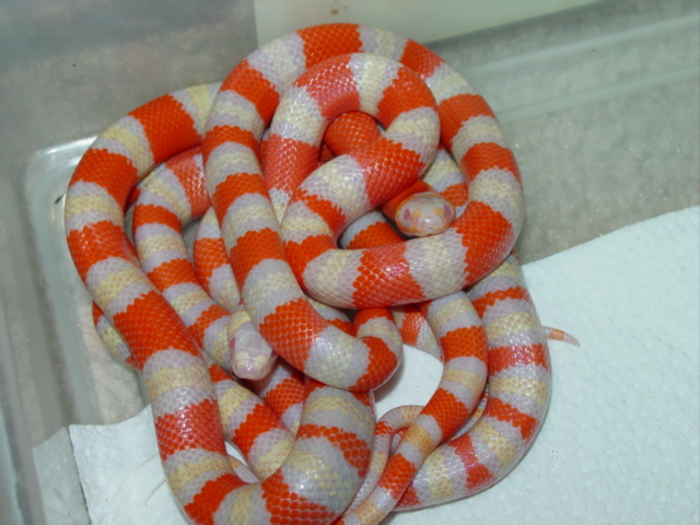 Albino Hondurans