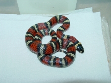 Het. Albino Hondurans