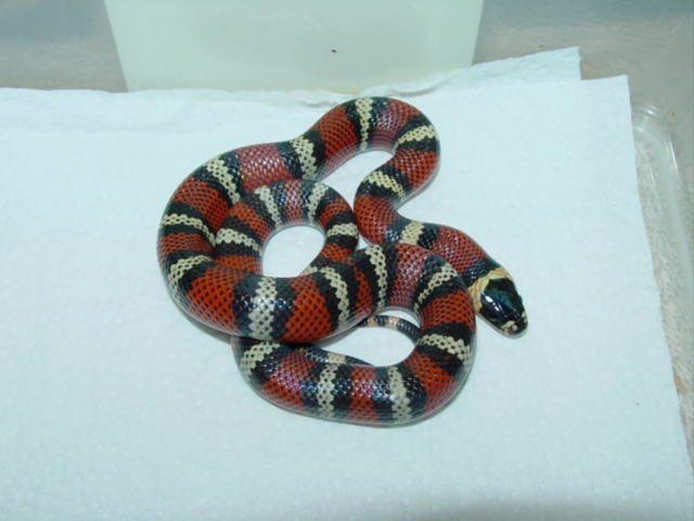 Het. Albino Hondurans