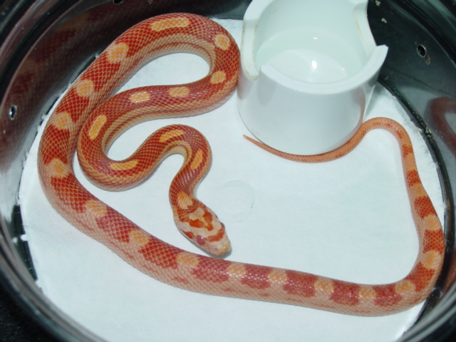 Amel Motly Het. butter/stripe