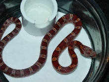 Blood het. Amel