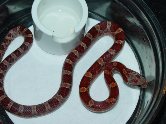 Blood het. Amel