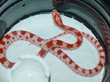 Amel. het. Bloodred
