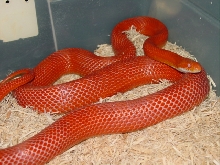 Amel. Blood