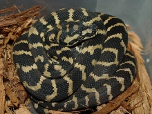 Jungle carpet python