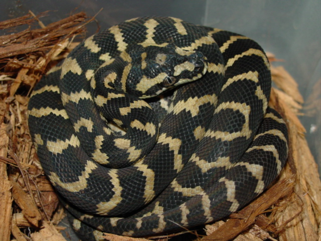 Jungle carpet python