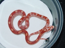 Amel motley het butter